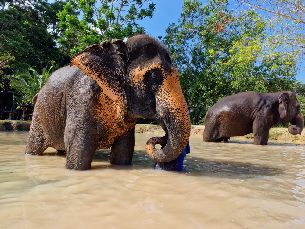 phuket tourist attractions Green Elephant Sanctuary Park