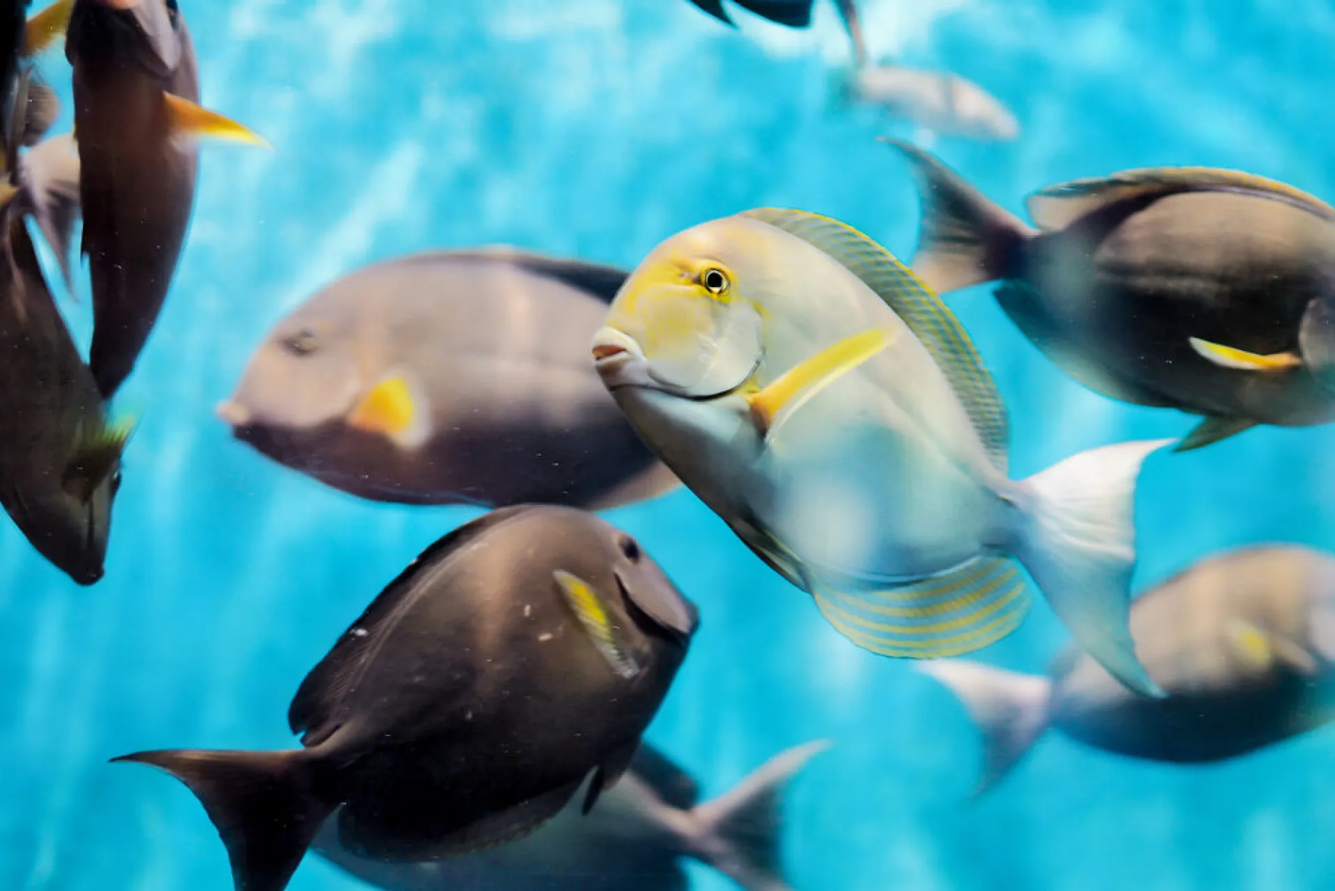 Underwater close-up shot of a fish in Phuket Aquarium 